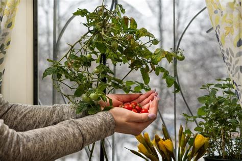 Growing Tomatoes in Winter (Yes, It Can Be Done!) - Minneopa Orchards