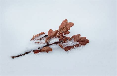 Dry Oak Leaves On Snow In A Frosty Winter Day Stock Image Image Of