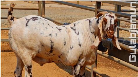 Shawaya Goat Farm Mumbai Ka Gulabjamun One Of The Biggest Goats In