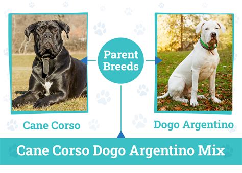 Cane Corso Dogo Argentino Mix: Info, Pictures, Traits & More – Dogster