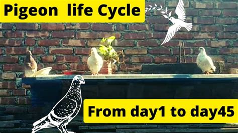 Amazing Video Of Pigeon Life Cycle A Journey Of Pigeons From Day1 To