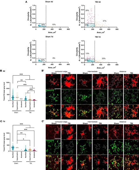 Frontiers Protein Expression Of The Microglial Marker Tmem