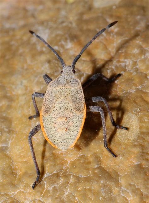 Squash Bug Anasa Tristis Nymphs Found On Squash Squash B Flickr