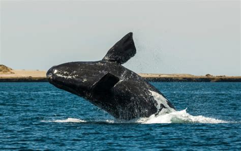 World’s most endangered whales spotted in B.C. waters - Cottage Life