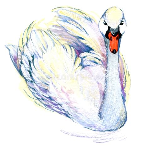 Cygne Dessin D'aquarelle De Cygne Illustration Stock - Illustration du ...