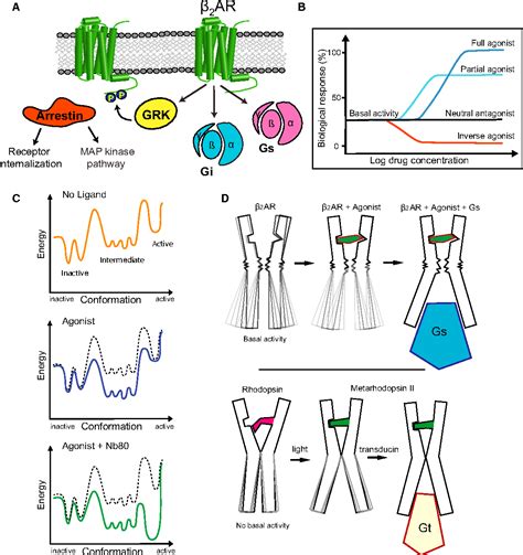 Figure From The Dynamic Process Of Adrenergic Receptor Activation