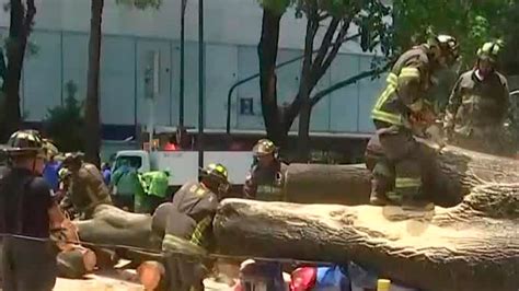 Cae Rbol Sobre Veh Culo En La Alcald A Benito Ju Rez Cdmx Telediario