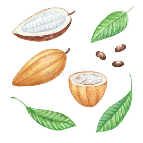 Watercolor Set Of Cocoa Pods And Beans With Leaves Hand Drawn