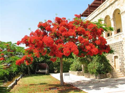 Delonix regia árbol flamboyán