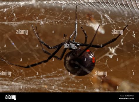 Latrodectus mactans Stock Photo - Alamy