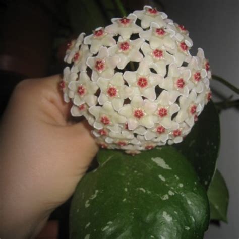 Купить хойю Мотоски в Нижнем Новгороде