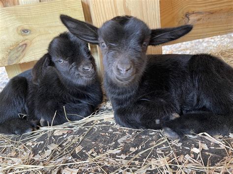 Newborn Goat