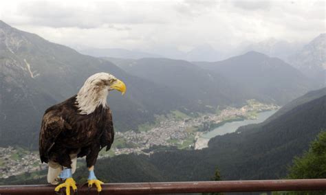 Lazio The Official Squad For Auronzo Di Cadore The Laziali