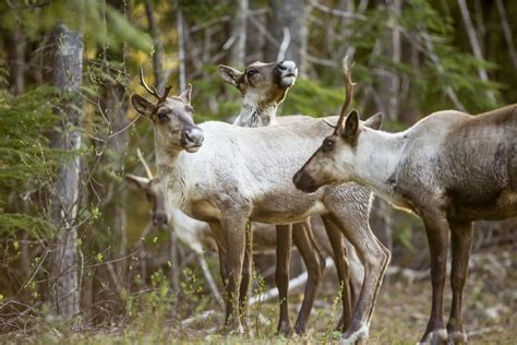 Provincial government strategy to save caribou herds missing its mark ...