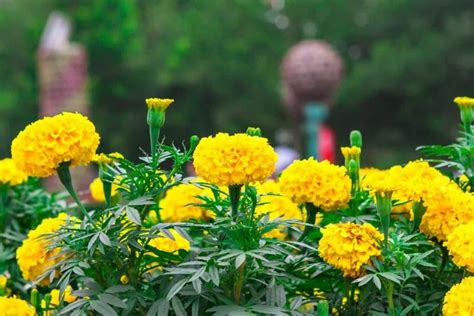 What Is Eating Marigolds? – The Garden Bug Detroit