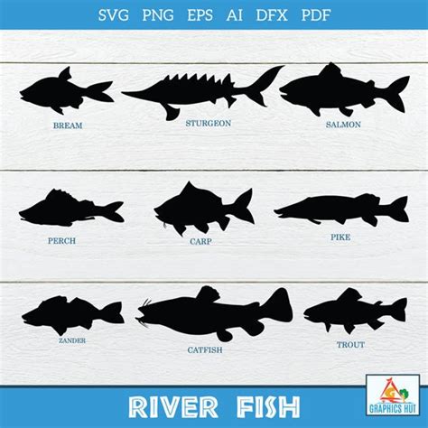 River Fish Vector Collection River Fish Silhouette SVG PNG | Etsy