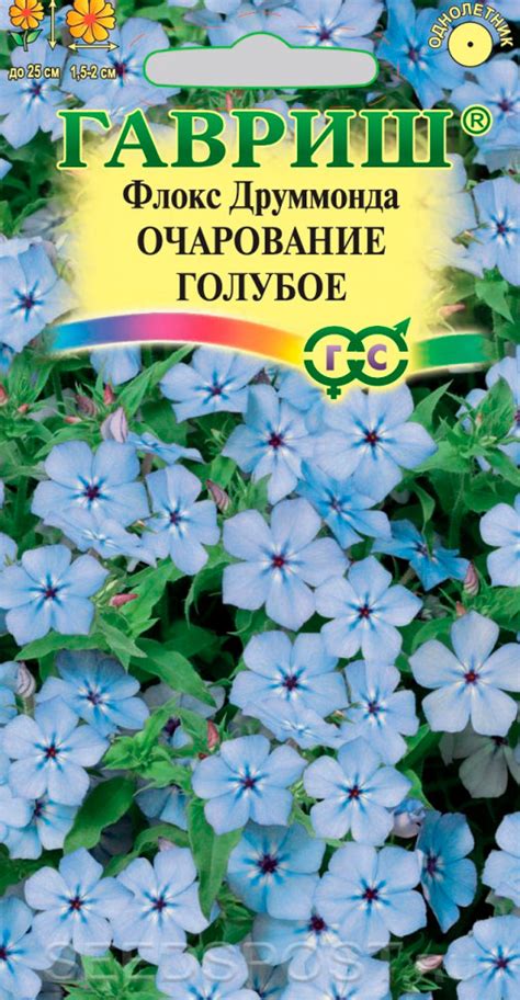 Флокс Очарование голубое: описание сорта, характеристики, тонкости ...