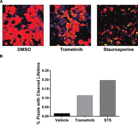 Trametinib Activates Caspase 3 In MDA MB 231 Cells A Representative