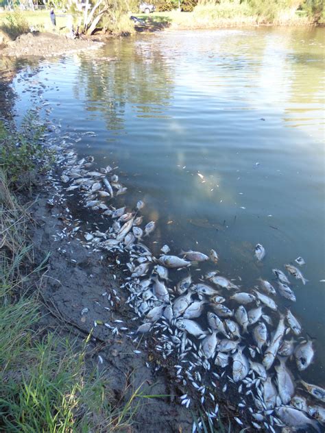 beachmere fish kill report released fishing world australia