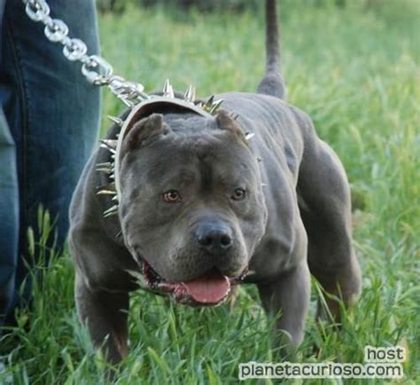 Los 10 perros más agresivos Planeta Curioso Bully Pitbull Pitbull