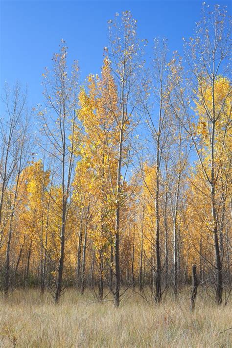 Autumn in the Country stock image. Image of fall, trees - 21916807