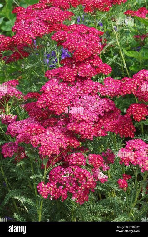 Yarrow Achillea Millefolium Llamada Yarrow Común Planta De Nosebleed Pimienta Del Viejo