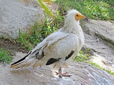 Egyptian Vulture Migrations In Asia Described For The First Time