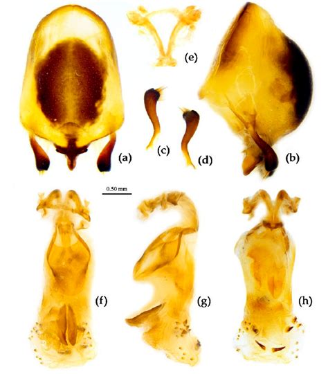 Sycanus Rufus Hsiao 1979 A H Male External Genitalia A B