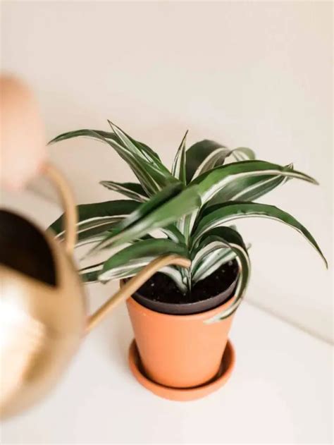 Snake Plant Watering Guide - The Contented Plant