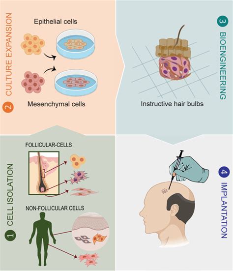 STEM CELLS Translational Medicine: Vol 9, No 3