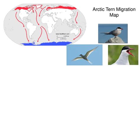 1 In Order To Determine How Various Organisms Are Related Scientists