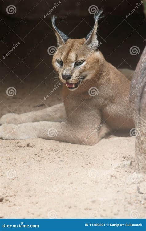 Asiatic golden cat stock image. Image of wildlife, life - 11480201