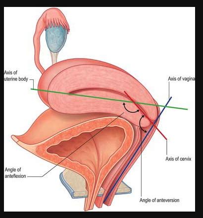 OB GYN Unit 1 Anatomy PART 1 Flashcards Quizlet