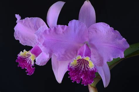 Cattleya Lueddemanniana `yumare X Mariauxi Vtognetti 20 Carlos