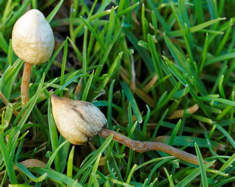 Psilocybe semilanceata: The Ultimate Mushroom Guide