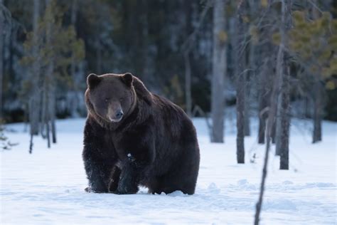 Bear photography Finland - A Good Place