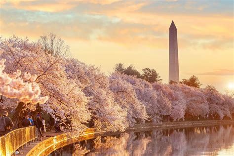 Washington D C Cherry Blossoms Festivals And Hidden Spots