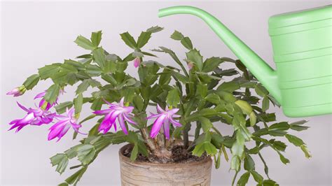 Here S How Often You Should Be Watering Your Christmas Cactus