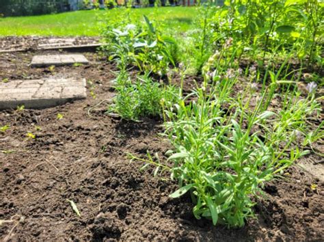 Rosemary Companion Planting Effortless Garden Pairings