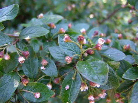 Cotoneaster How To Plant Grow And Care Cotoneaster