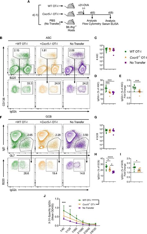 Frontiers Cxcr5 Cd8 T Cells Shape Antibody Responses In Vivo Following Protein Immunisation