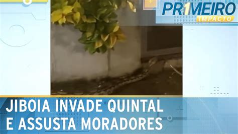 Jiboia Gigantesca Invade Quintal E Deixa Moradores Trancados Em Casa