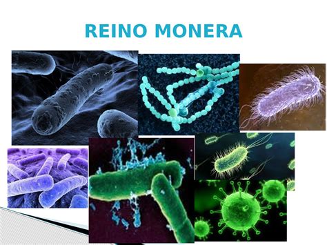 Caracteristicas Do Reino Monera