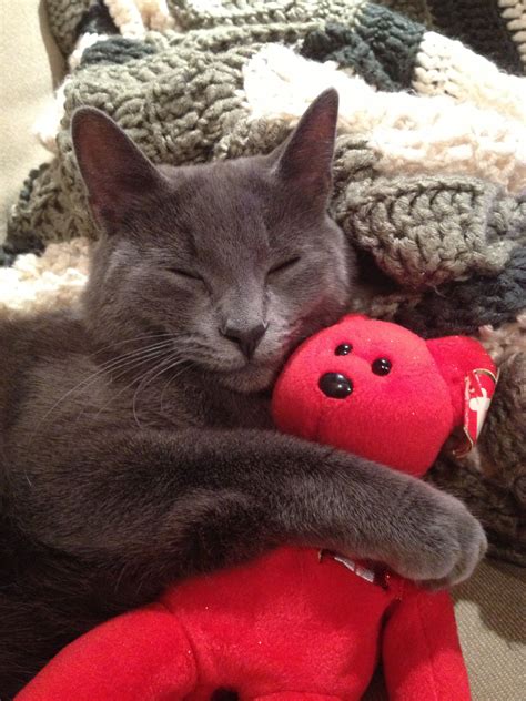 Russian Blue | Pet Care for Cats