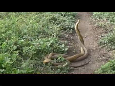 Snake Having Sex Snakes Mating Snakes Reproduction YouTube