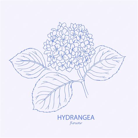 Premium Vector Hydrangea Logo Trendy Botanical Elements Hand Drawn