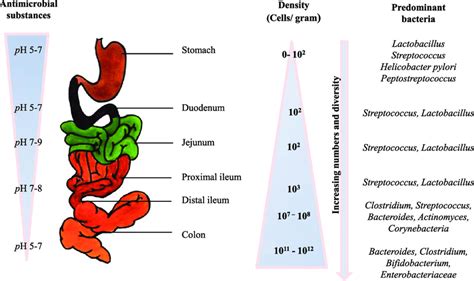 Human Gut Diagram