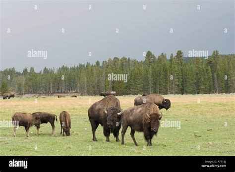 American Bison or Buffaloes (Bison bison) bull and cow with young ...