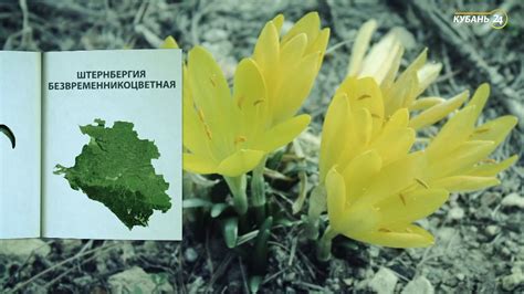 «Красная книга Кубани». Штернбергия безвременникоцветная - YouTube