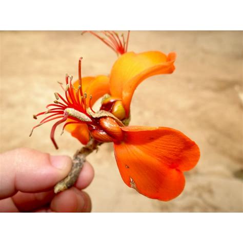 Mulungu Erythrina Velutina Willd